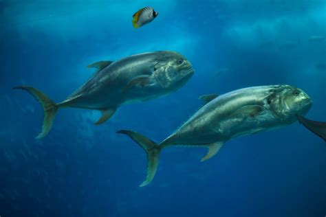 jack fish|16 Types of Jack Fish Every Angler Should Know.